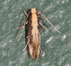 Tinea mandarinella