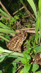 Incilius coccifer