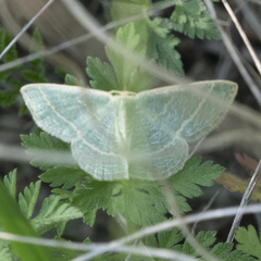 Chlorochlamys appellaria