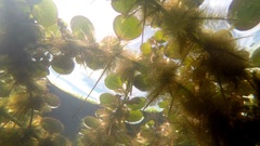 Ludwigia helminthorrhiza