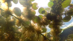 Ludwigia helminthorrhiza