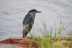 Nycticorax nycticorax obscurus