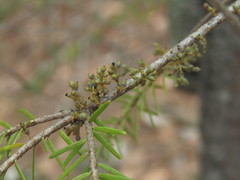 Arceuthobium douglasii