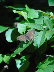 Pharneuptychia phares