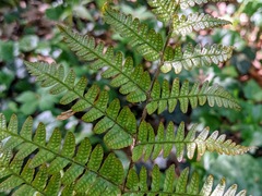 Dryopteris erythrosora