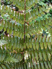 Dryopteris erythrosora