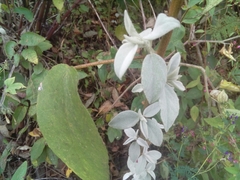 Croton adspersus