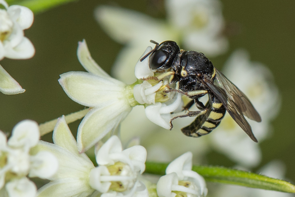 Anacrabronina