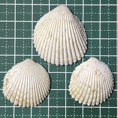 Vasticardium pectiniforme
