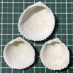 Vasticardium pectiniforme