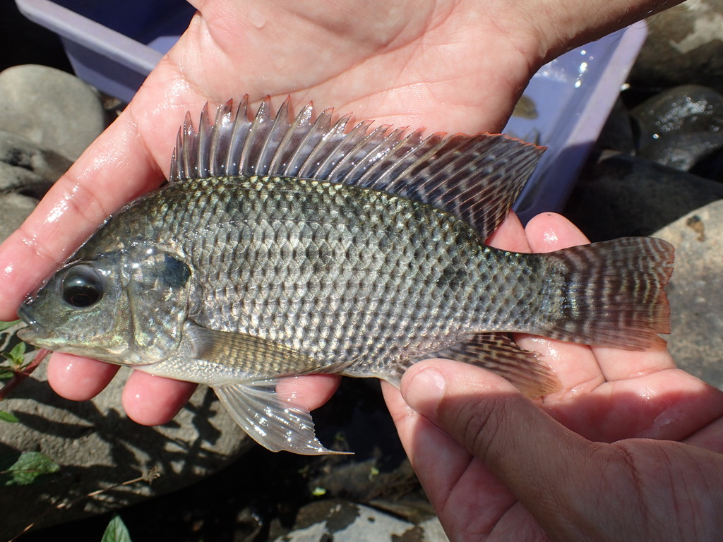 Tilapia del Nilo ( Especies Introducidas e Invasoras de Guatemala ...