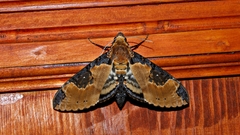 Manduca ochus