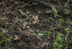 Erythronium propullans