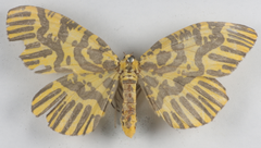 Xanthabraxas hemionata