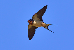 Barn Swallow - Photo (c) Ad Konings, some rights reserved (CC BY-NC), uploaded by Ad Konings