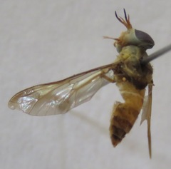 Dichelacera scapularis