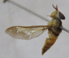 Dichelacera scapularis