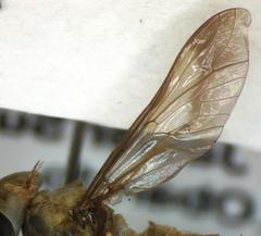 Dichelacera scapularis