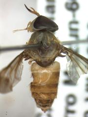 Dichelacera scapularis
