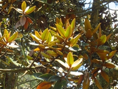 Ocotea caesariata