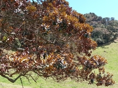 Ocotea caesariata