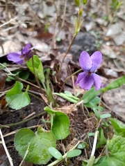 Viola odorata