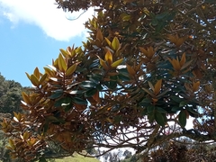 Ocotea caesariata