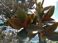 Ocotea caesariata