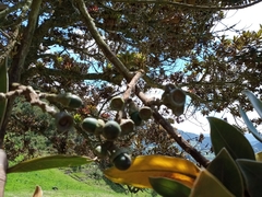Ocotea caesariata