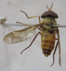 Dichelacera scapularis