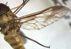 Dichelacera scapularis