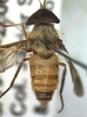 Dichelacera scapularis