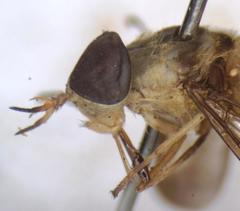 Dichelacera scapularis