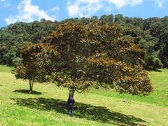 Ocotea caesariata