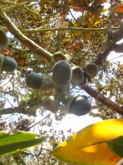 Ocotea caesariata
