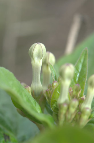 Ceropegia lawii