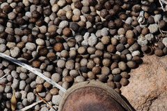 Pronolagus rupestris