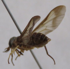 Dichelacera
