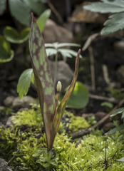Erythronium propullans