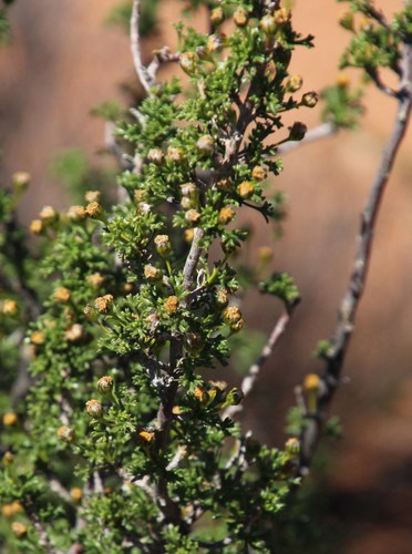 Image of Euryops multifidus by (c) Tony Rebelo, some rights reserved (CC BY-SA)