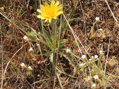 Nothocalais troximoides