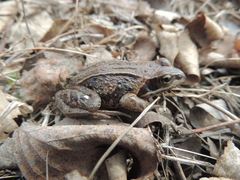 Rana amurensis