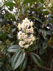 Miconia crocea