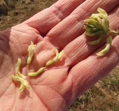 Astragalus curvicarpus