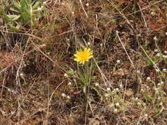 Nothocalais troximoides