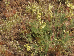 Astragalus curvicarpus