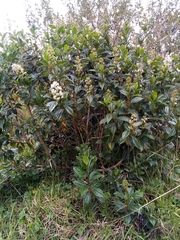 Miconia crocea