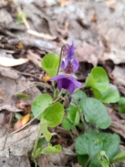 Viola odorata