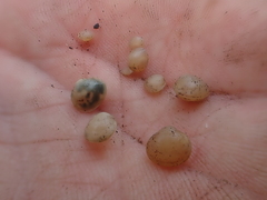 Sphaerium occidentale