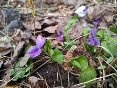 Viola odorata
